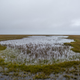 The tundra in Utqiaġvik. Photo: Ash Adams/Gizmodo